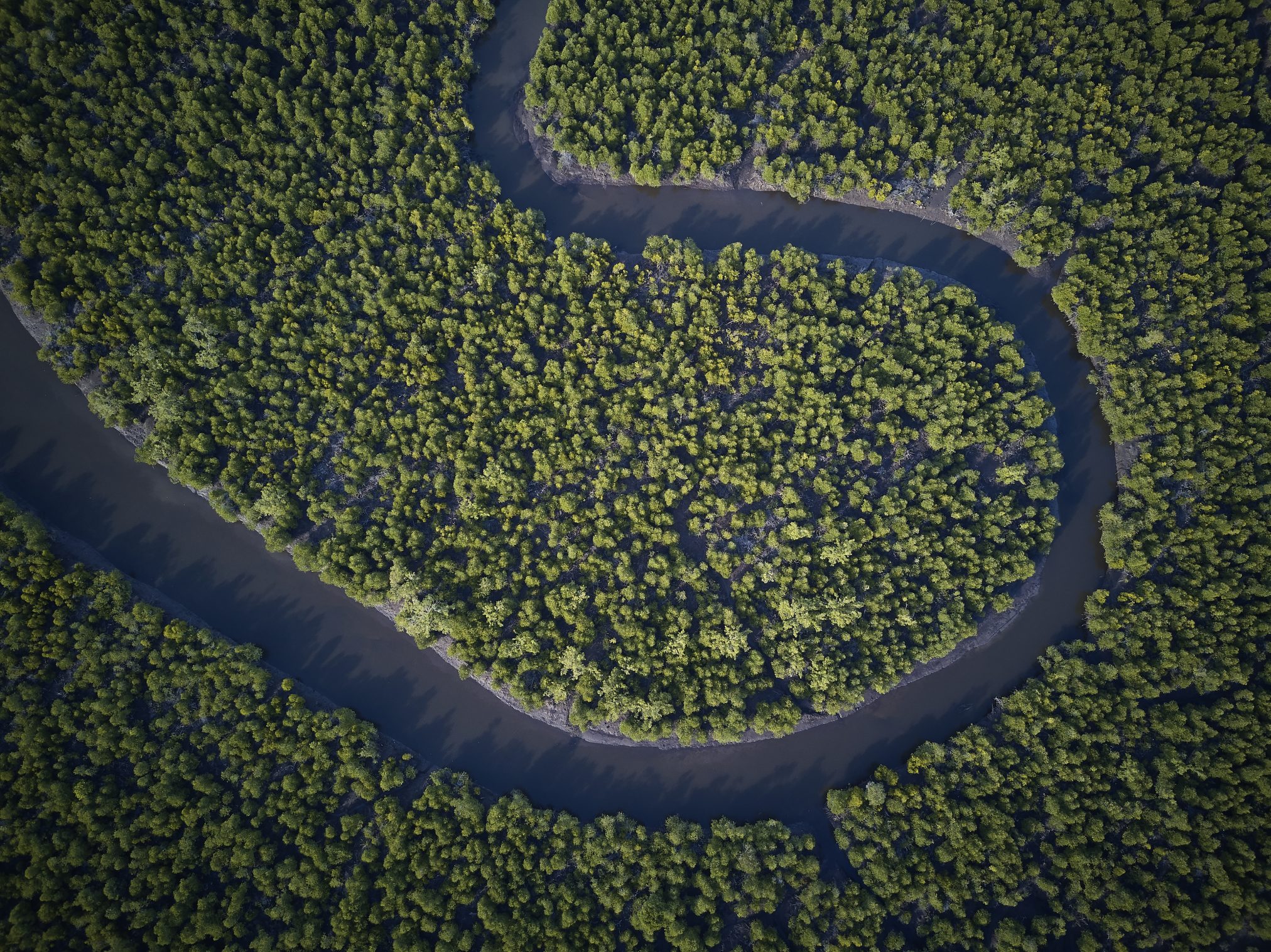 热带雨林亚齐 - 列尤择生态系统
